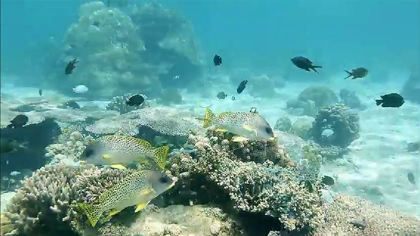 Życie na rafie koralowej - stado ryb blackspotted sweetlips,nurkowanie,madagaskar,żółw,rafa koralowa,ryby