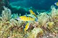 azores,diving,underwater,fish