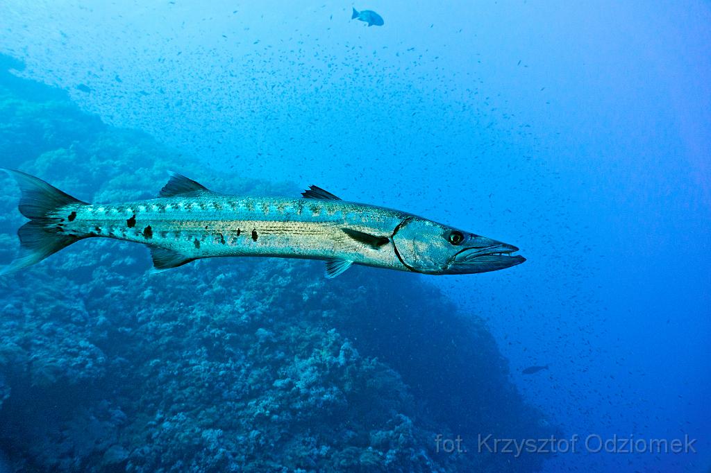 Egypt,photo,underwater,diving,coral,reef,picture,gallery,fish,big barracuda fish in the blue
