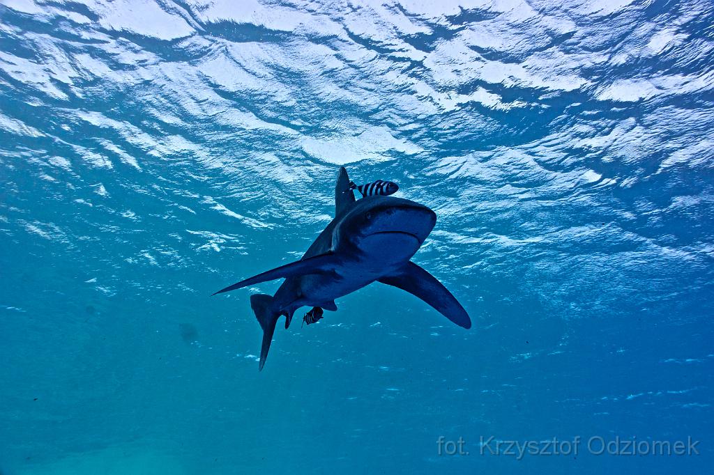 Egypt,photo,underwater,diving,coral,reef,picture,gallery,fish,Oceanic whitetip shark