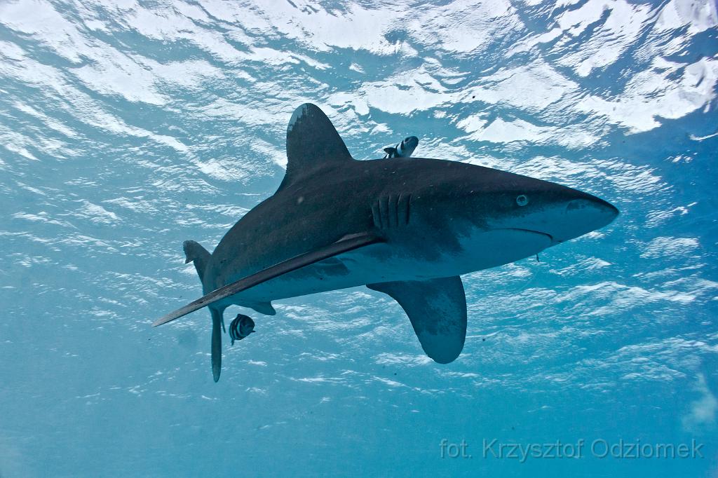 Egypt,photo,underwater,diving,coral,reef,picture,gallery,fish,Oceanic whitetip shark