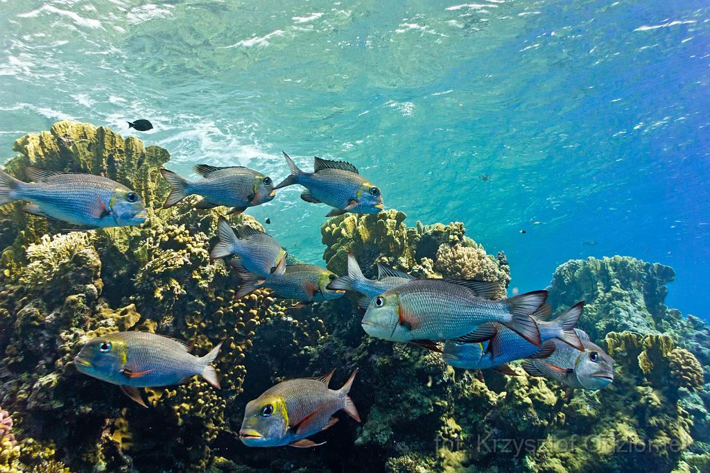 Egypt,photo,underwater,diving,coral,reef,picture,gallery,fish,School of big-eye bream fish