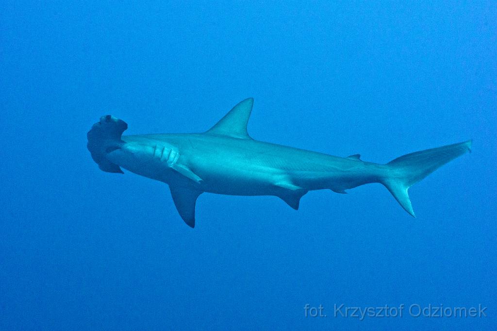 Egypt,photo,underwater,diving,coral,reef,picture,gallery,fish,Hammerhead Shark in the blue