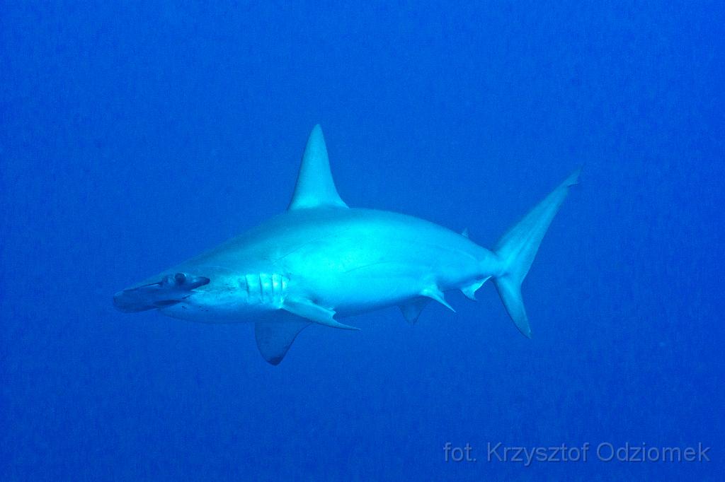 Egypt,photo,underwater,diving,coral,reef,picture,gallery,fish,Hammerhead Sharks