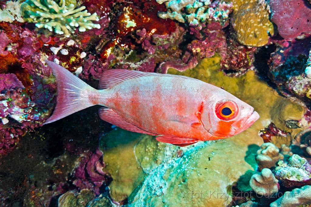 Egypt,photo,underwater,diving,coral,reef,picture,gallery,fish,Crescent-tail bigeye fish