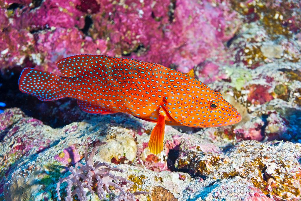 Egypt,photo,underwater,diving,coral,reef,picture,gallery,fish,red grouper fish
