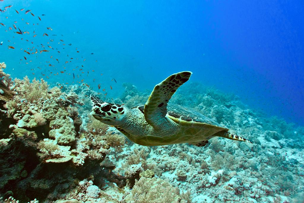 Egypt,photo,underwater,diving,coral,reef,picture,gallery,fish,green turtle