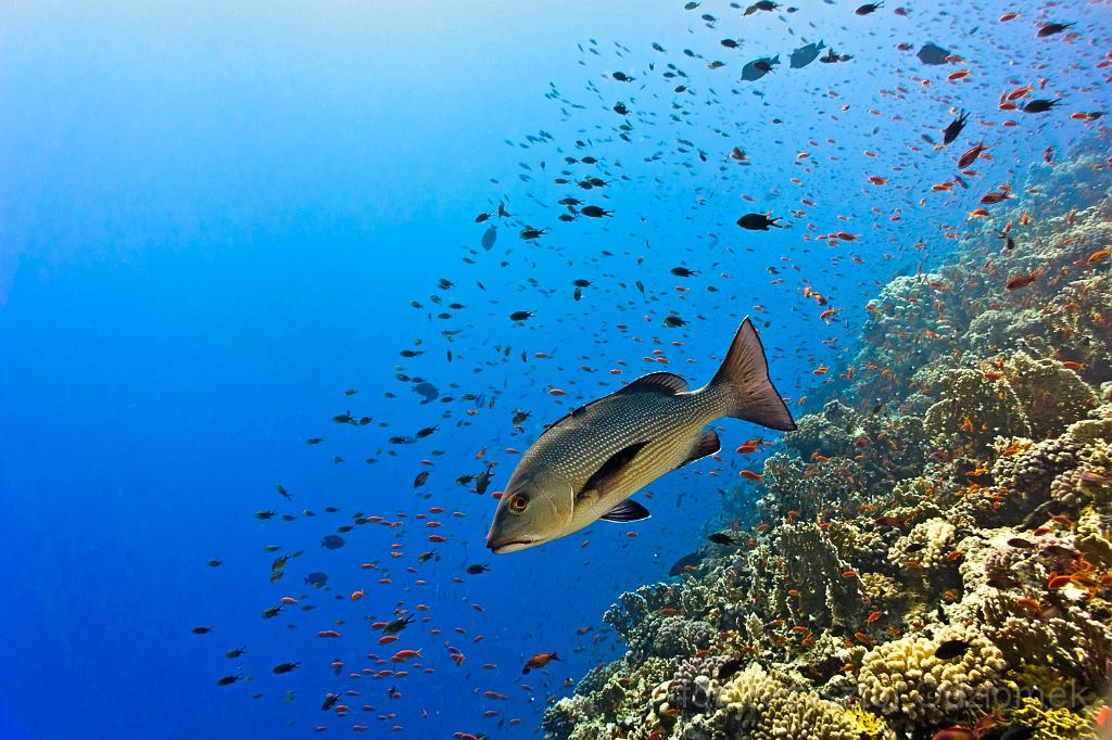 Egypt,photo,underwater,diving,coral,reef,picture,gallery,fish,big snapper on the coral reef