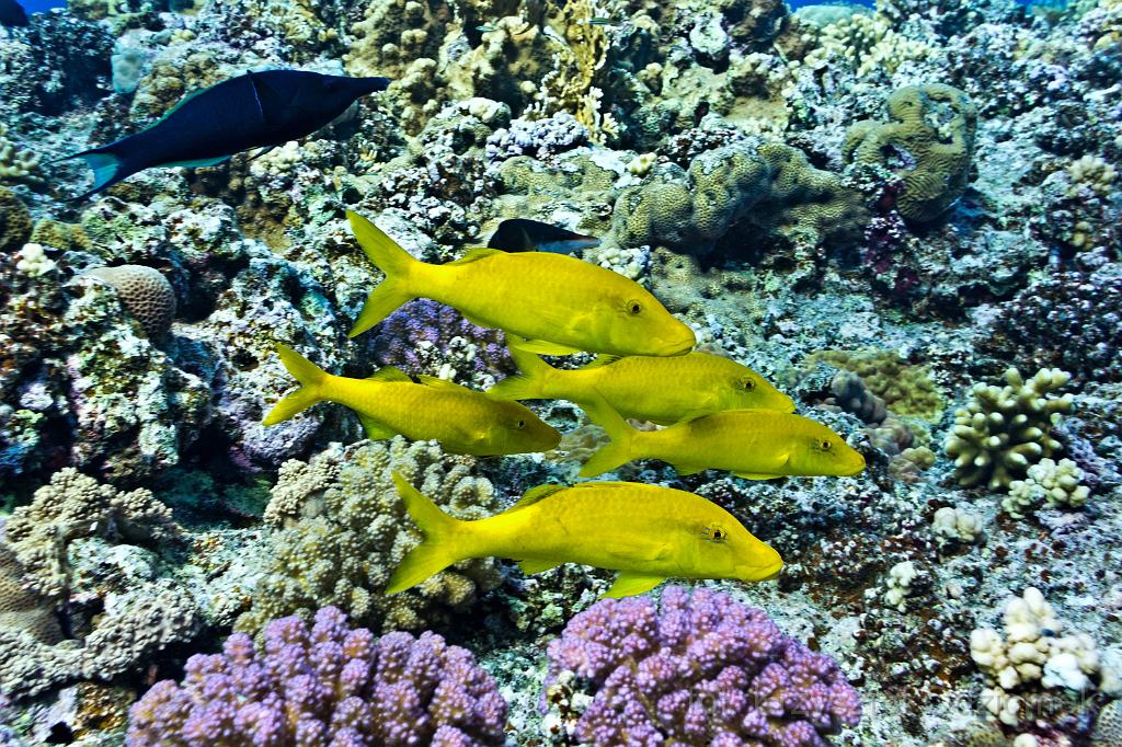 Egypt,photo,underwater,diving,coral,reef,picture,gallery,fish,Yellow saddle goat fish