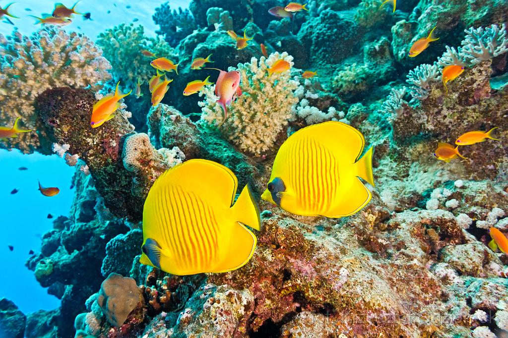 Egypt,photo,underwater,diving,coral,reef,picture,gallery,fish,School of butterfly Fish on the reef