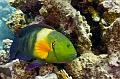 Egypt,diving,underwater,fish,gallery,Wrasse fish