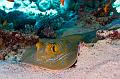Egypt,diving,underwater,fish,gallery,stingray on the sand