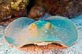 Egypt,diving,underwater,fish,gallery,Egypt - stingray on the sand