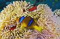 Egypt,diving,underwater,fish,gallery,anemonefish,clownfish