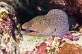 Egypt,diving,underwater,fish,gallery,giant moray