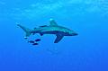 Egypt,diving,underwater,fish,gallery,Oceanic whitetip shark