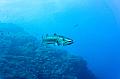 Egypt,diving,underwater,fish,gallery,barracuda fish