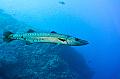 Egypt,diving,underwater,fish,gallery,big barracuda fish in the blue
