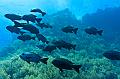 Egypt,diving,underwater,fish,gallery,Shoal of Black Snapper