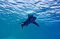 Egypt,diving,underwater,fish,gallery,Oceanic whitetip shark
