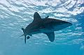 Egypt,diving,underwater,fish,gallery,Oceanic whitetip shark