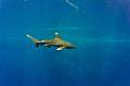 Egypt,diving,underwater,fish,gallery,Oceanic whitetip shark