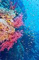 Egypt,diving,underwater,fish,gallery,Egypt - Red soft coral reef