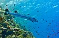 Egypt,diving,underwater,fish,gallery,big barracuda fish on the coral reef