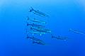 Egypt,diving,underwater,fish,gallery,school,barracuda fish