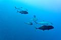 Egypt,diving,underwater,fish,gallery,shoal of jackfish