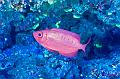 Egypt,diving,underwater,fish,gallery,Crescent-tail bigeye fish