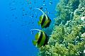 Egypt,diving,underwater,fish,gallery,Banner Fish on the reef