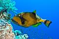 Egypt,diving,underwater,fish,gallery,trigger fish