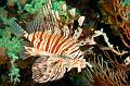 Egypt,diving,underwater,fish,gallery,Lionfish on the coral reef