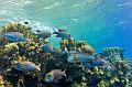 Egypt,diving,underwater,fish,gallery,School of big-eye bream fish