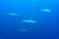 Egypt,diving,underwater,fish,gallery,Shoal of Hammerhead Sharks
