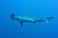 Egypt,diving,underwater,fish,gallery,Hammerhead Sharks