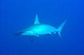 Egypt,diving,underwater,fish,gallery,Hammerhead Sharks