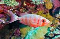 Egypt,diving,underwater,fish,gallery,Egypt - Crescent-tail bigeye fish