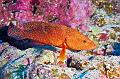 Egypt,diving,underwater,fish,gallery,red grouper fish