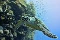 Egypt,diving,underwater,fish,gallery,green turtle