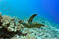 Egypt,diving,underwater,fish,gallery,Egypt - green turtle