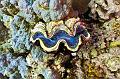 Egypt,diving,underwater,fish,gallery,Giant clam on the reef