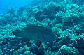 Egypt,diving,underwater,fish,gallery,Egypt - Humphead Wrasse