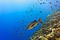 Egypt,diving,underwater,fish,gallery,big snapper on the coral reef