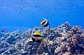 Egypt,diving,underwater,fish,gallery,Banner Fish on the hard coral