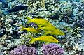 Egypt,diving,underwater,fish,gallery,Yellow saddle goat fish