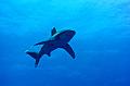 Egypt,diving,underwater,fish,gallery,Oceanic whitetip shark