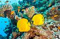 Egypt,diving,underwater,fish,gallery,School of butterfly Fish on the reef