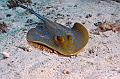 Egypt,diving,underwater,fish,gallery,stingray on the sand